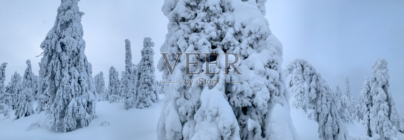 极地夜晚冻原森林冰雪覆盖的冷杉全景照片摄影图片