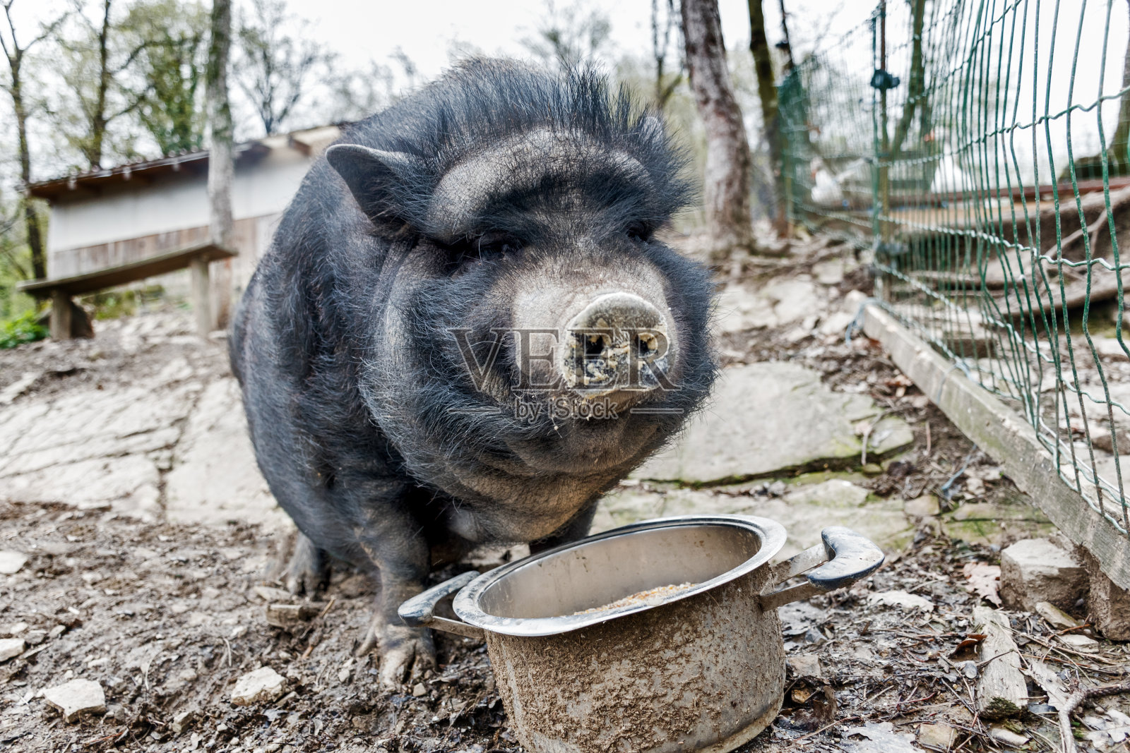 有机农场的放养猪照片摄影图片