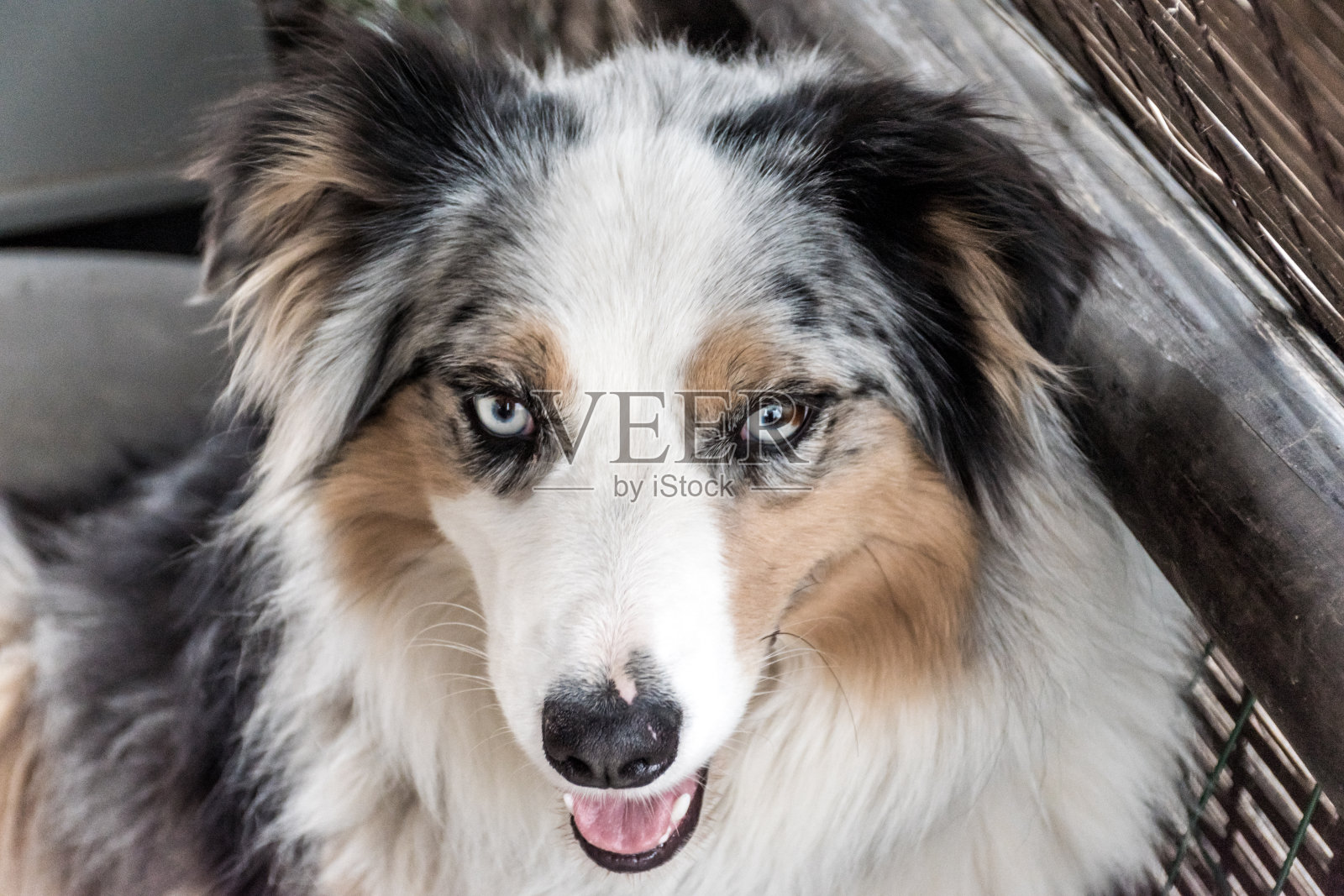 可爱的澳大利亚牧羊犬照片摄影图片