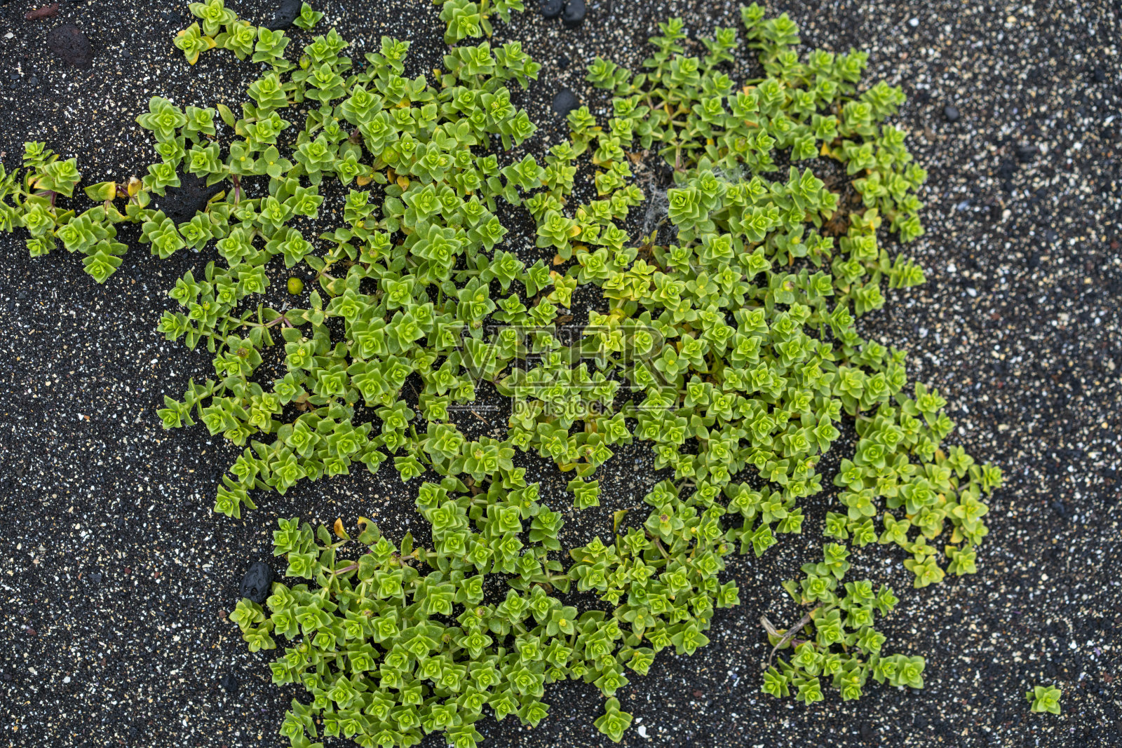 在冰岛韦斯特曼群岛沿岸的黑色沙滩上到处都生长着洪肯亚人。照片摄影图片