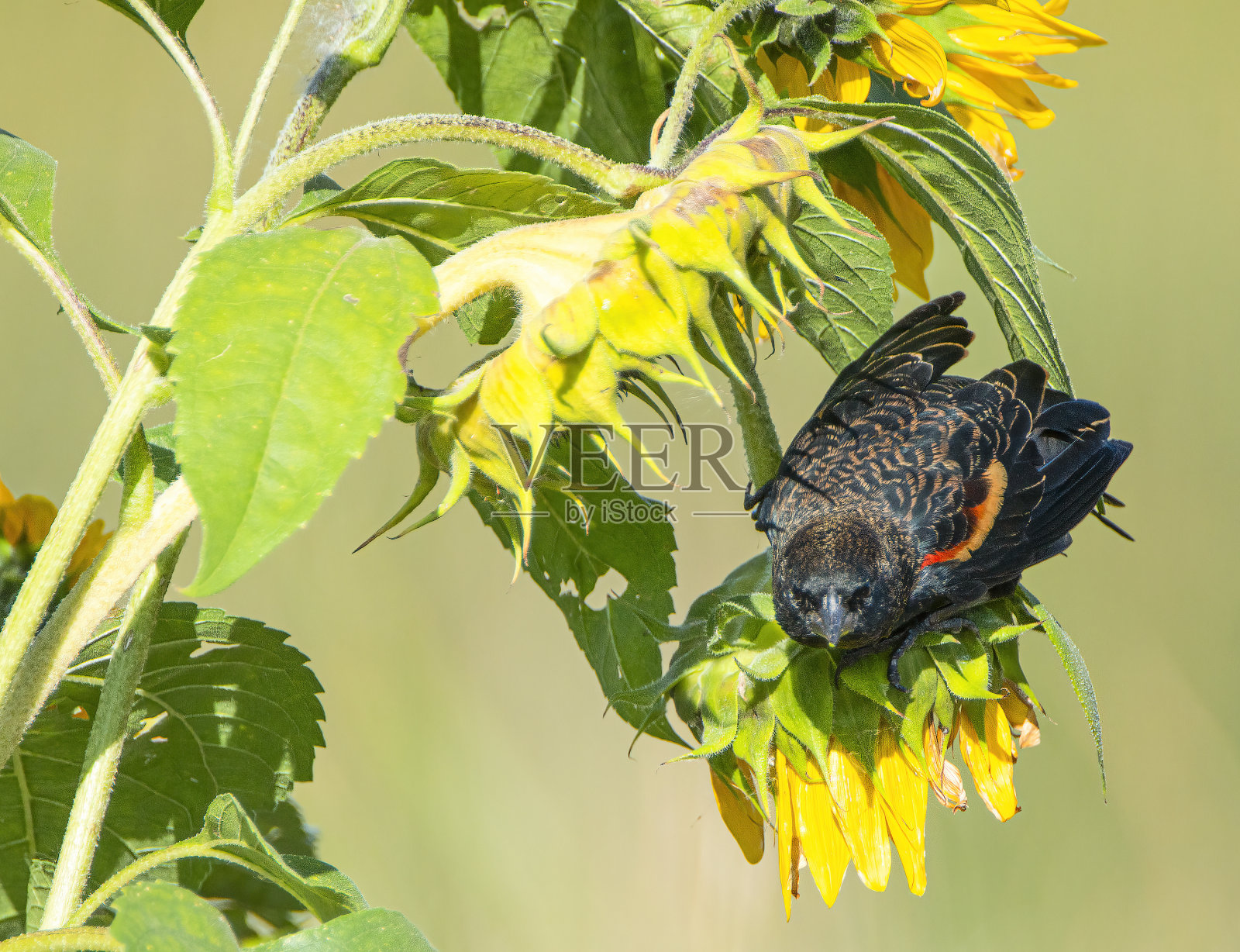 红翼黑鸟照片摄影图片