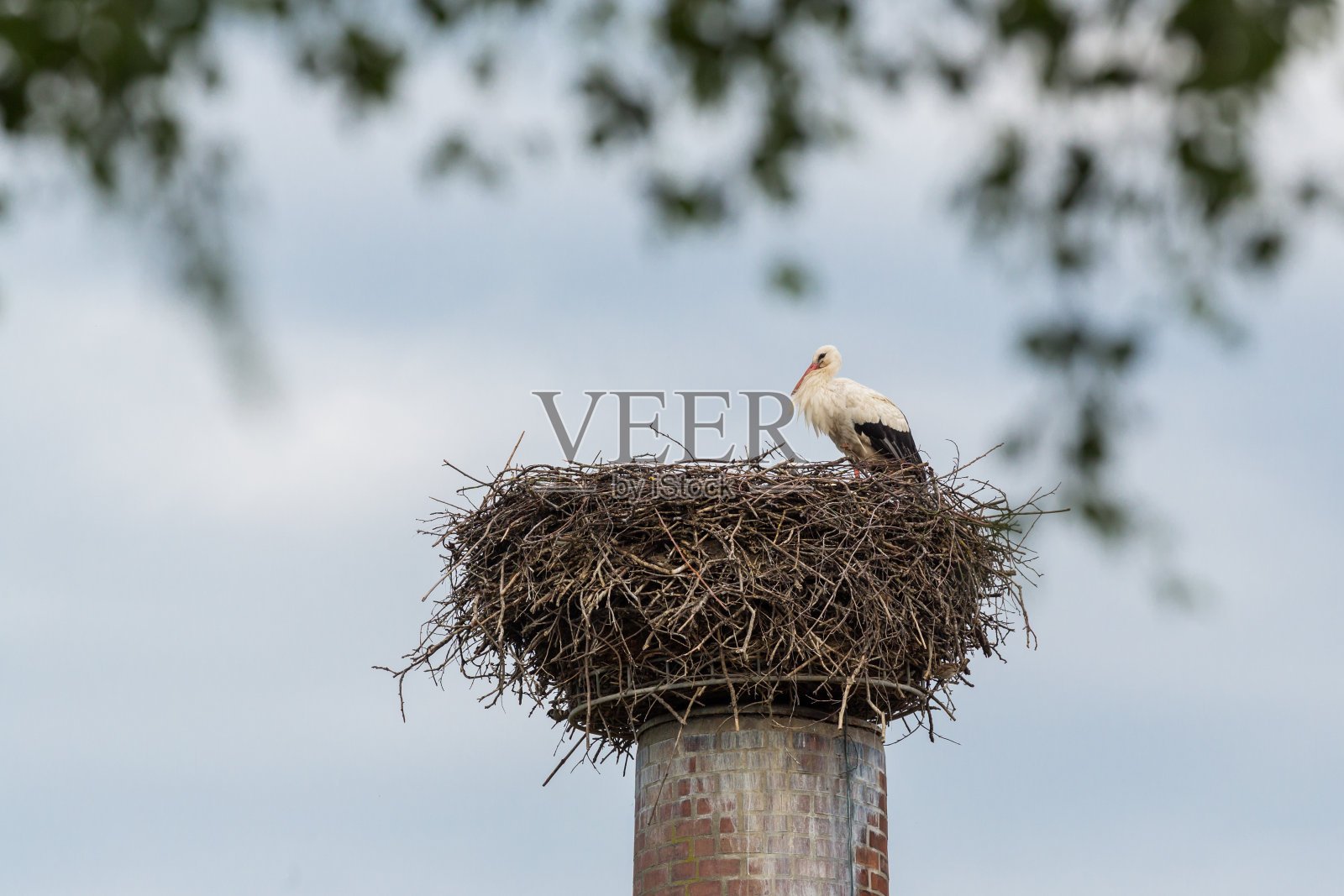 白鹳坐在工业烟囱上的巢里照片摄影图片