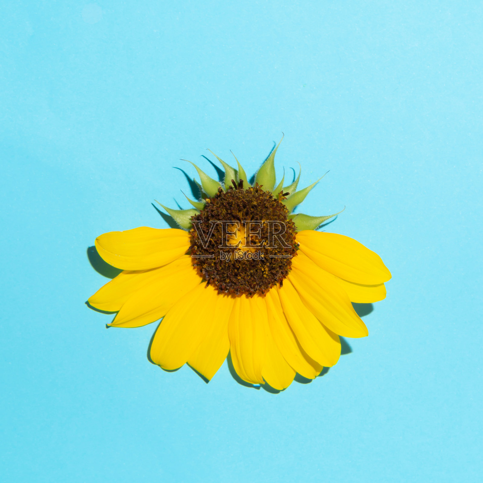 向日葵在蓝色明亮的背景。阳光和快乐的感觉。照片摄影图片
