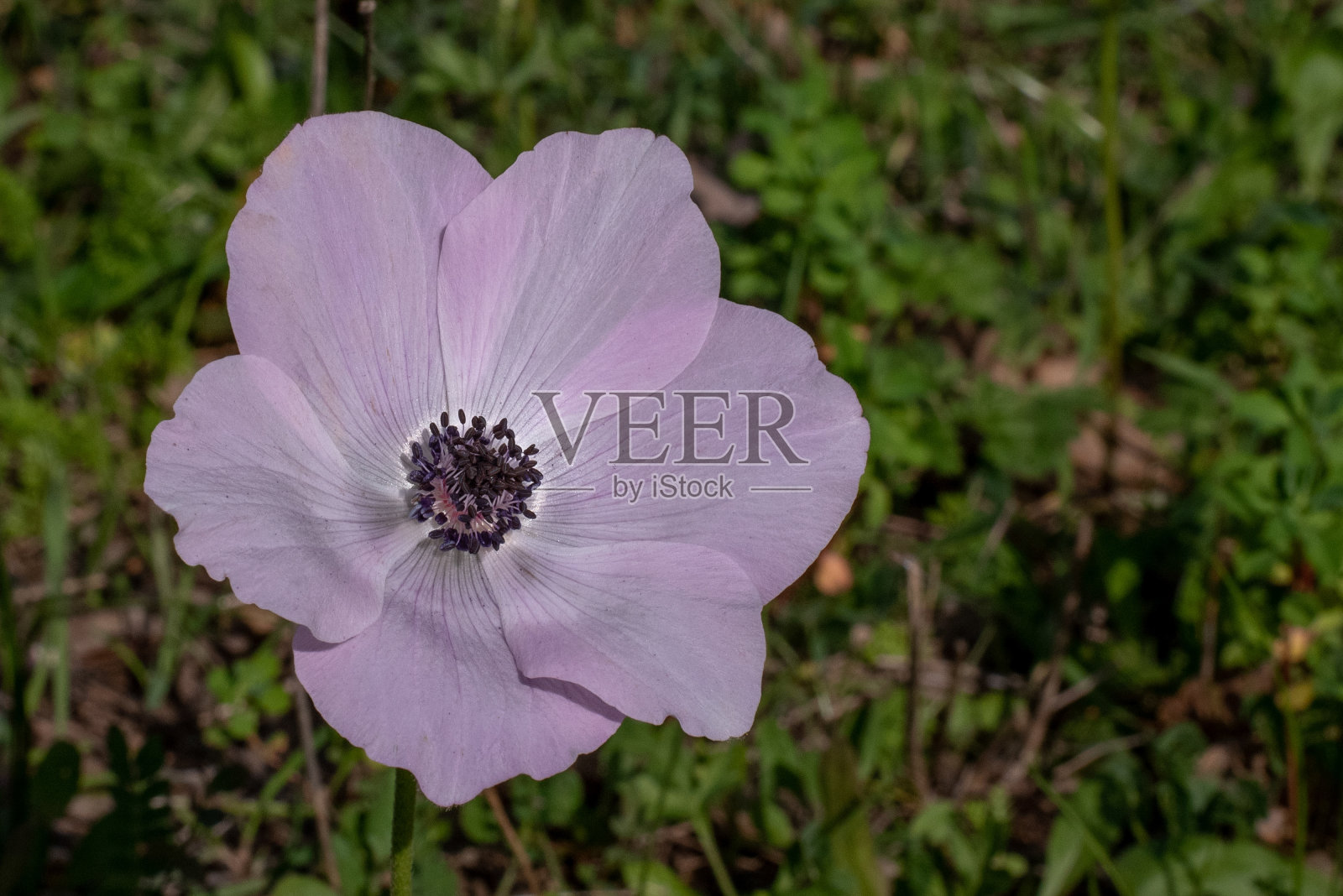 以色列林地和草地上盛开的彩色银莲花照片摄影图片