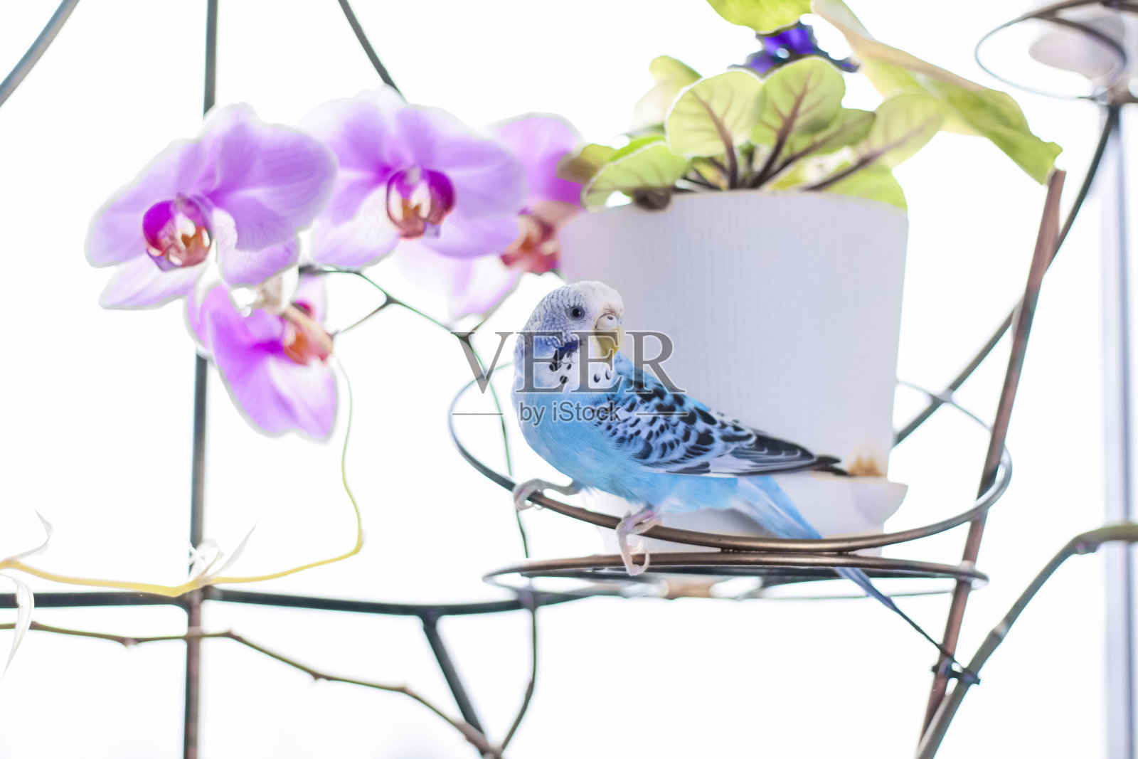 一只美丽的蓝色鹦鹉照片摄影图片