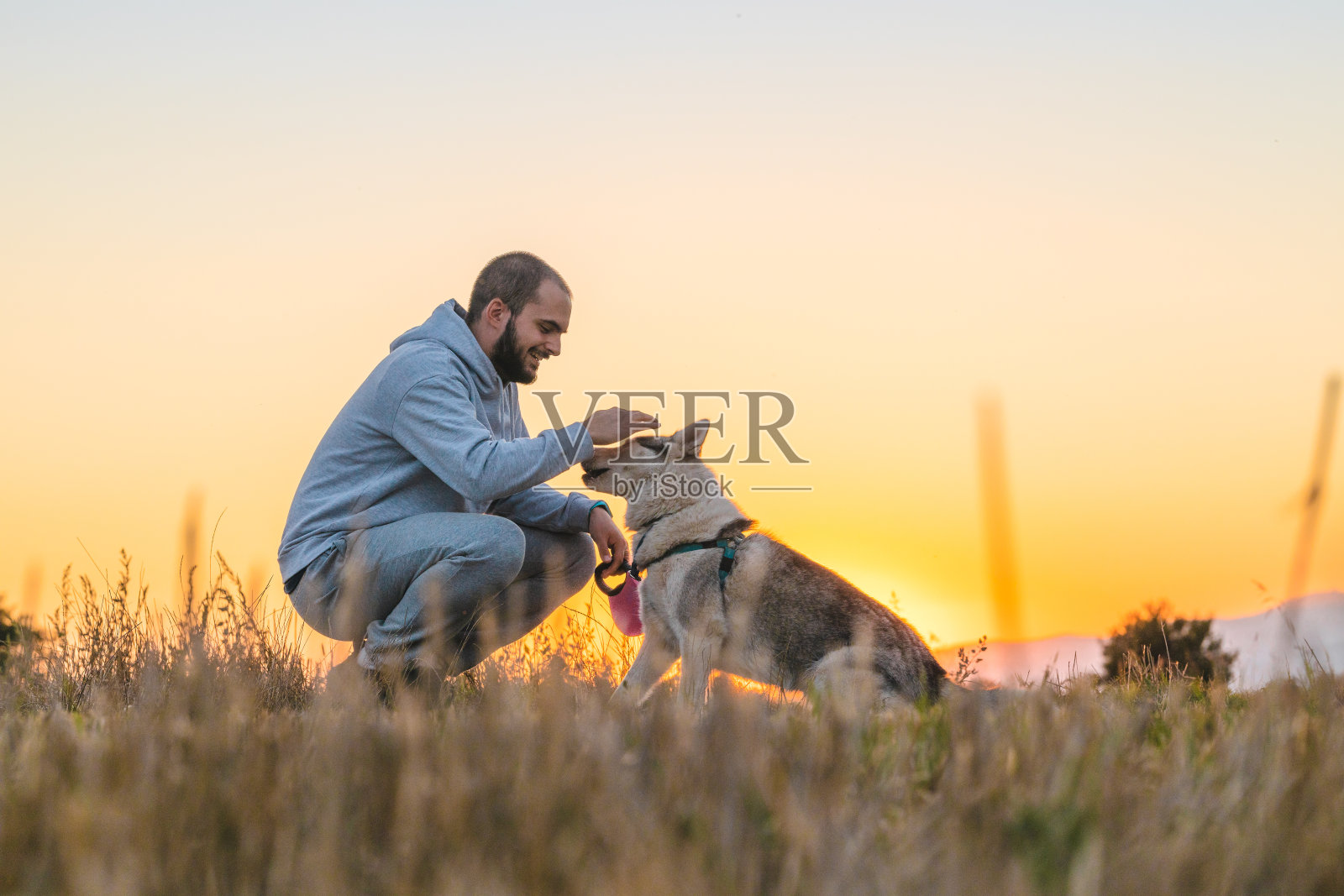狗被抚摸照片摄影图片