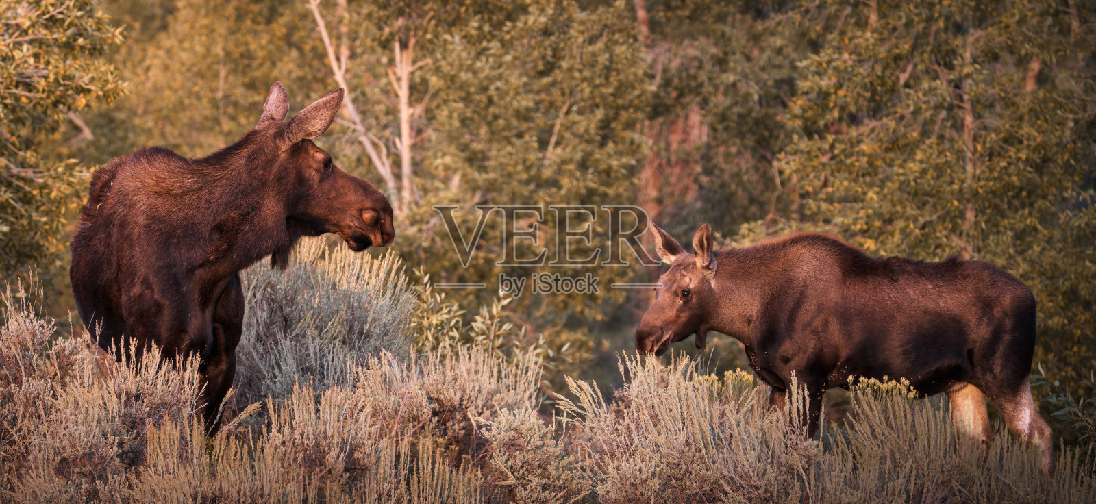驼鹿和小驼鹿照片摄影图片
