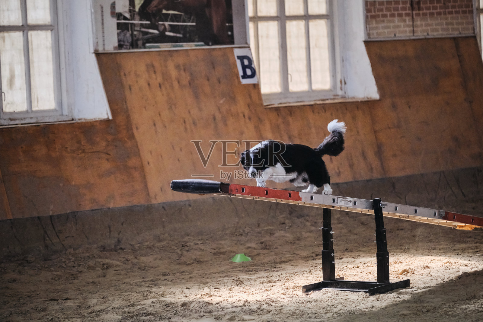 黑白边界牧羊犬站在木制秋千上，注视着主人，等待下一个指令。敏捷竞赛运动与狗，以提高宠物和人之间的接触。照片摄影图片