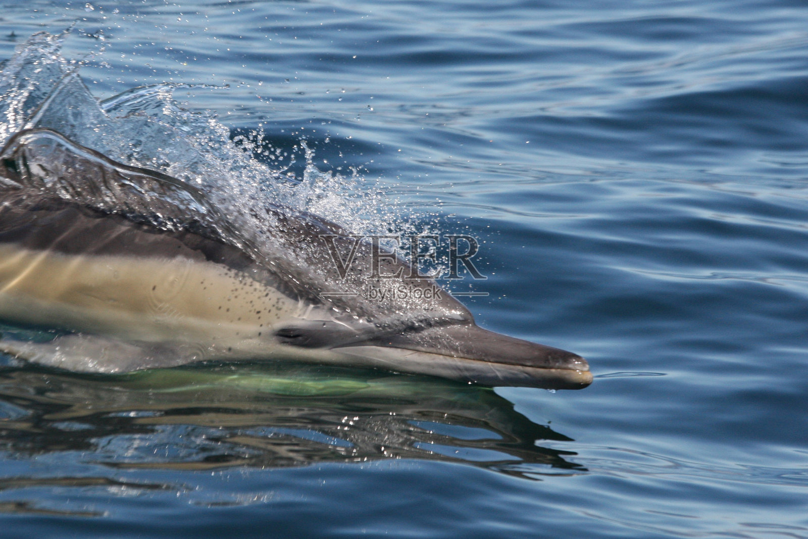 南非福斯湾，长喙海豚在水面上游泳照片摄影图片