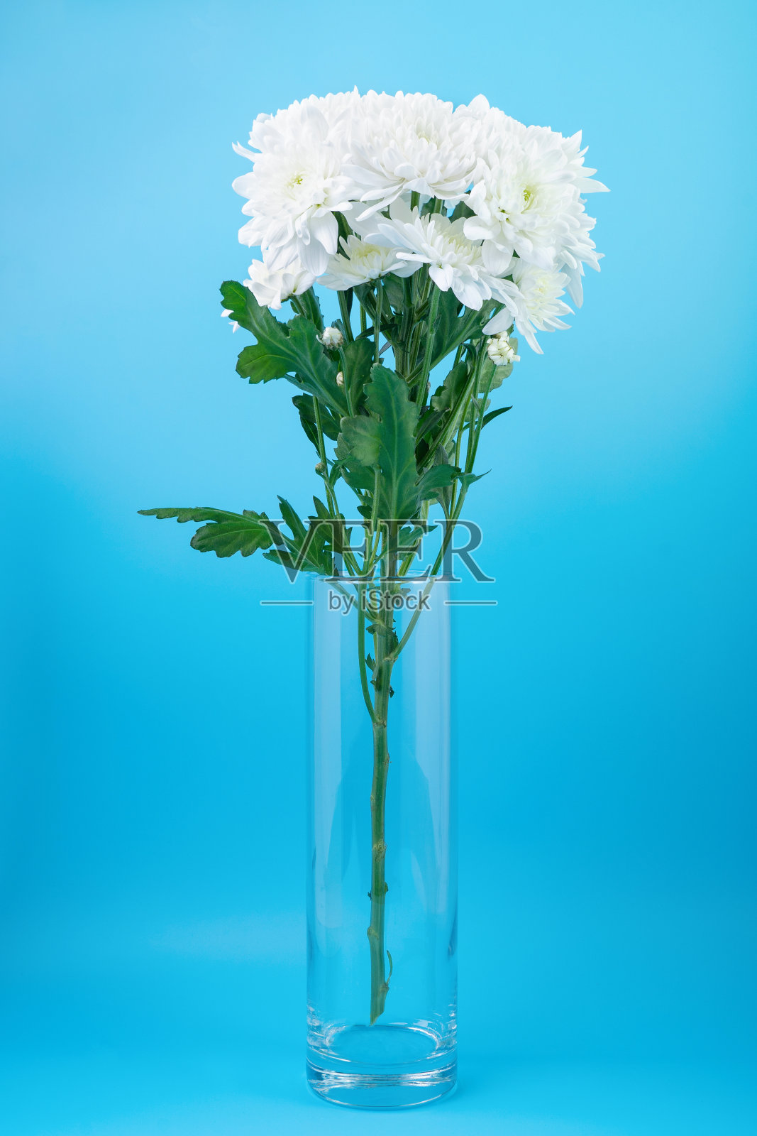 玻璃花瓶里的白色菊花，背景是蓝色照片摄影图片