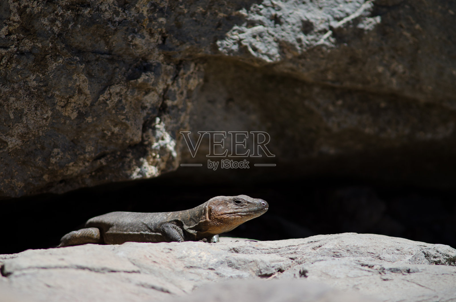 雄性大加纳利群岛蜥蜴。照片摄影图片