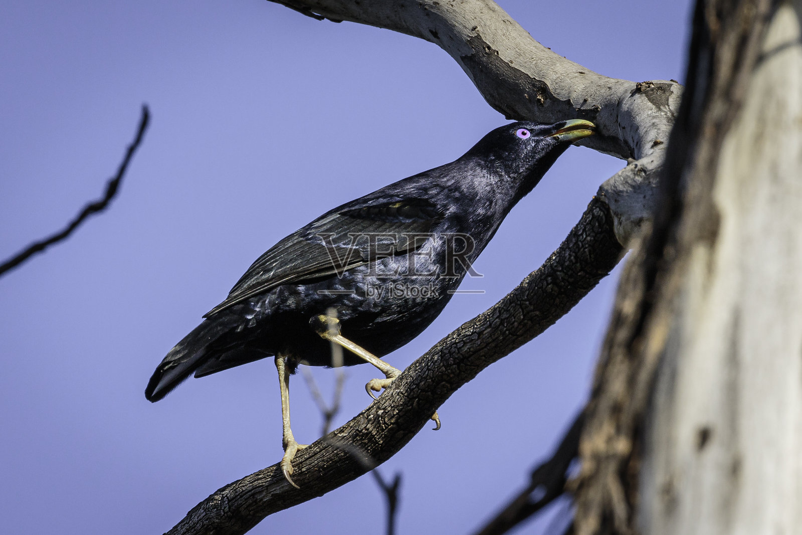 锦缎园丁鸟，雄性，红山自然保护区，ACT, 2021年9月照片摄影图片