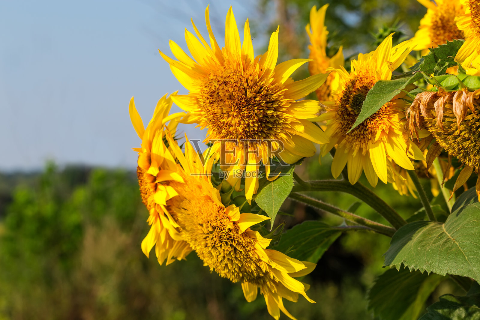 装饰向日葵花位于右边模糊的背景照片摄影图片