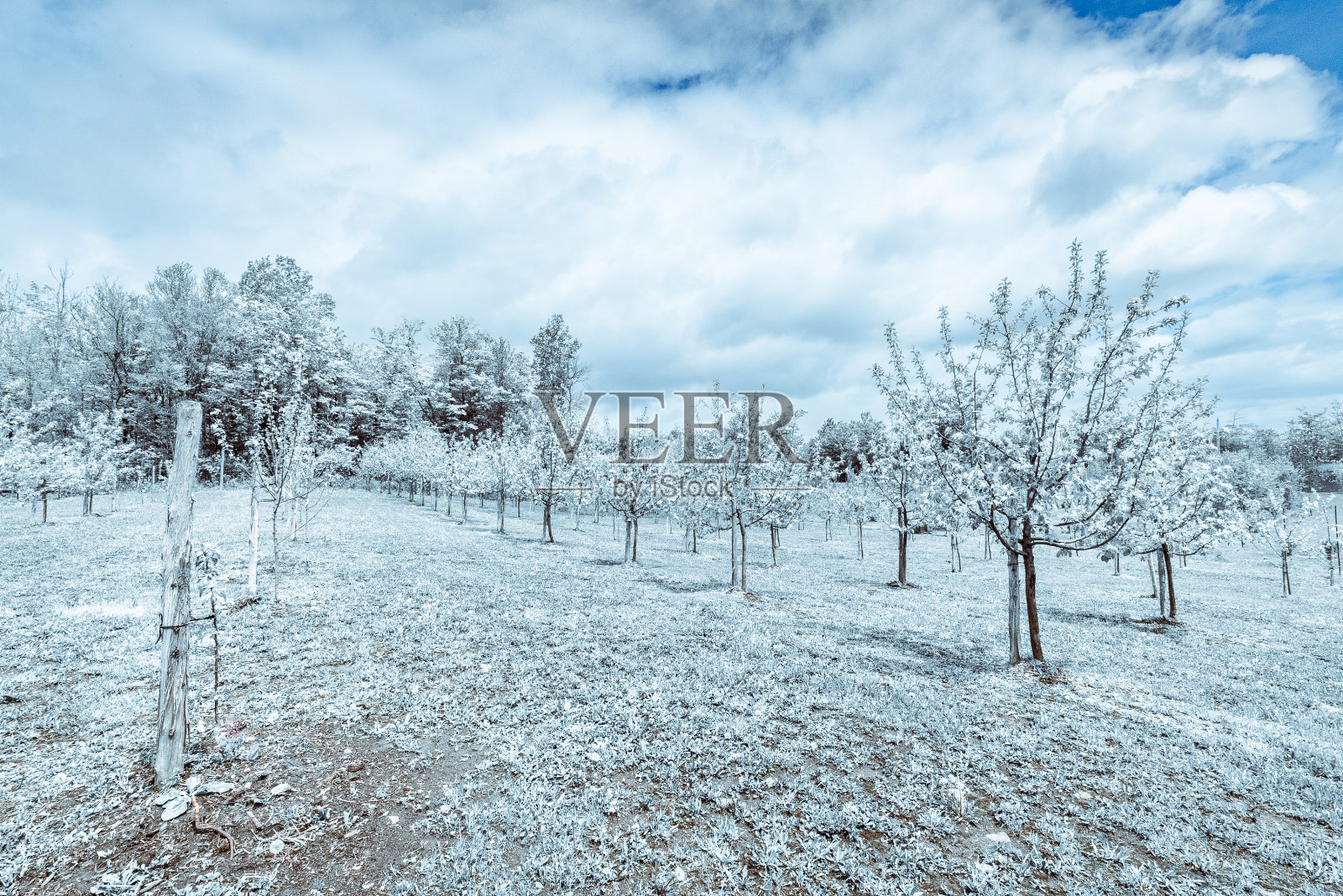 冬天的果园被雪覆盖着照片摄影图片