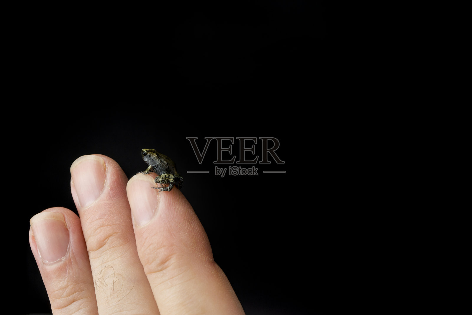 小青蛙，小青蛙在人的手上展示它的小泰国亚洲照片摄影图片