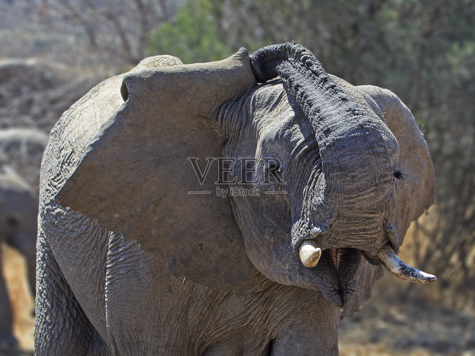 大象照片摄影图片