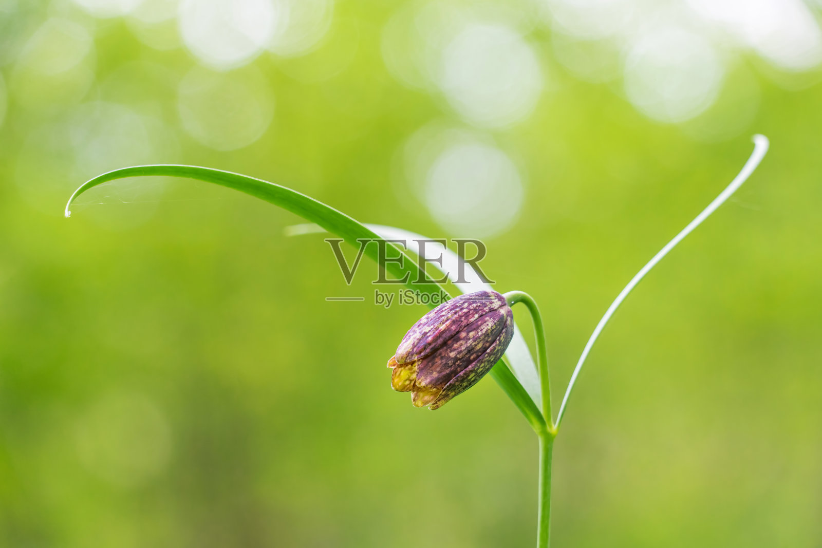 高山花格百合，蒙大拿贝母或东方贝母。照片摄影图片