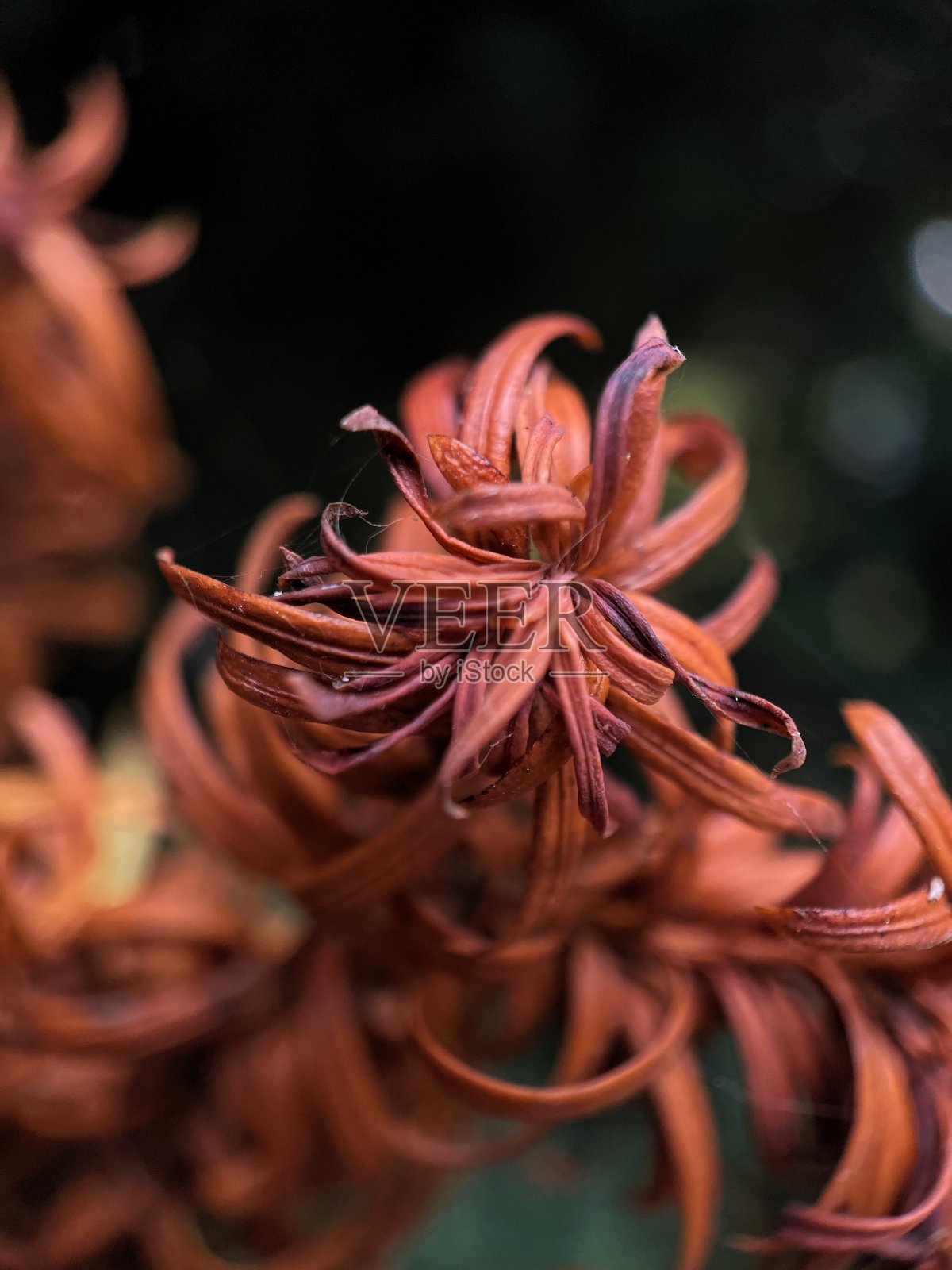 树叶照片摄影图片