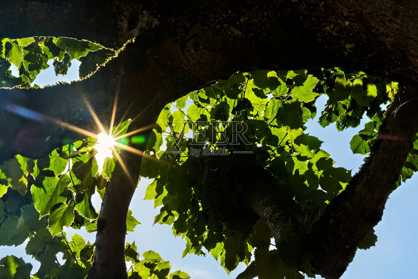 太阳透过树叶的树冠照在蜘蛛网上照片摄影图片