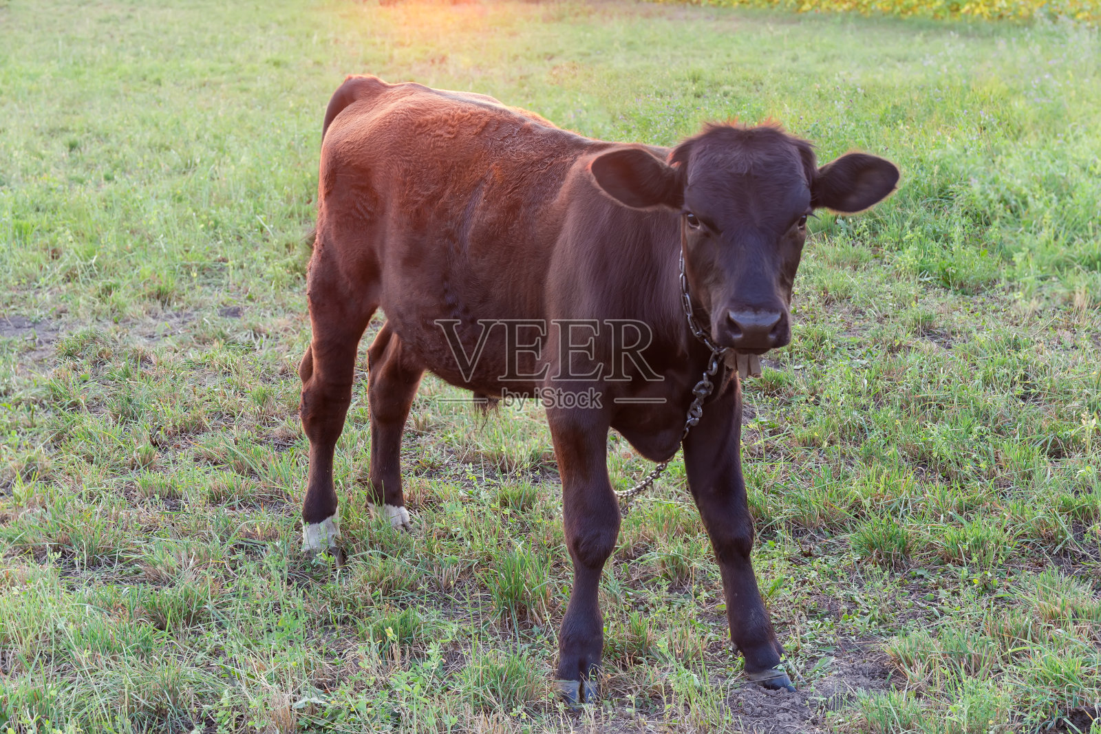 夏天的傍晚，深棕色的小牛被拴在牧场上照片摄影图片