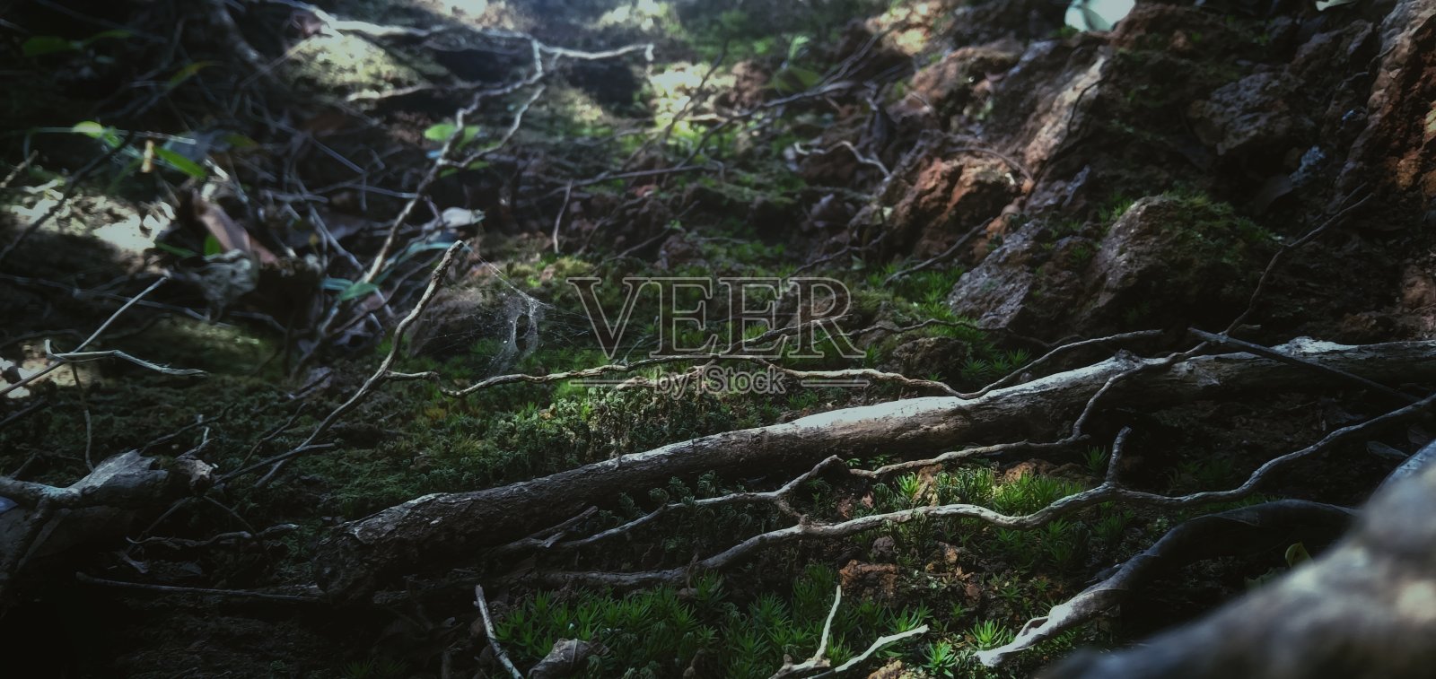 丛林照片摄影图片