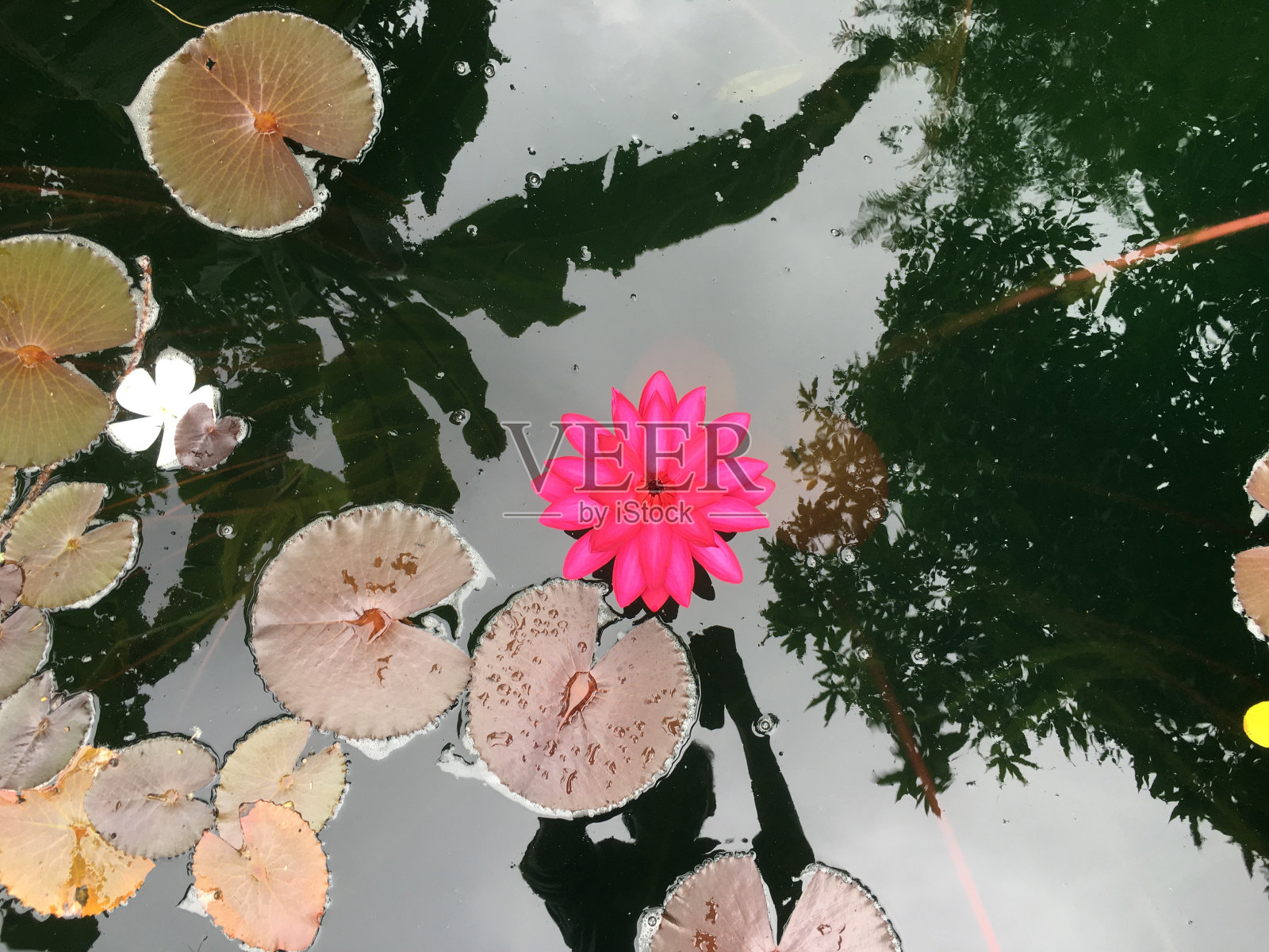 池塘里有粉红色的荷花照片摄影图片