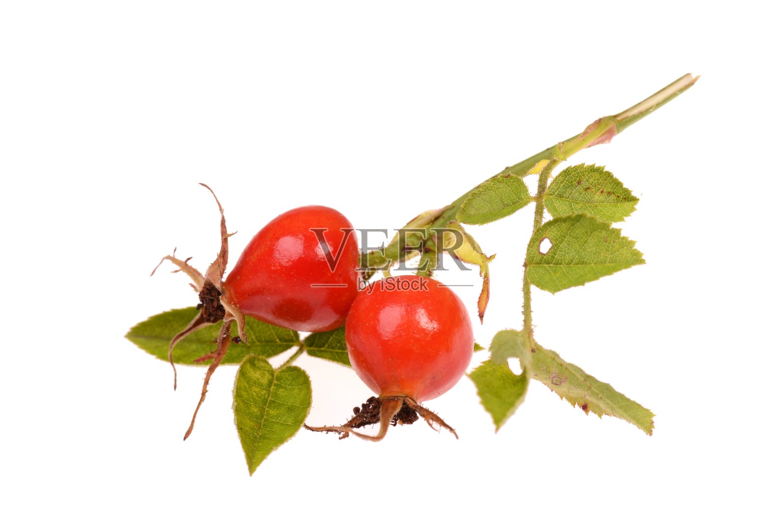 孤立在白色背景上的红蔷薇照片摄影图片