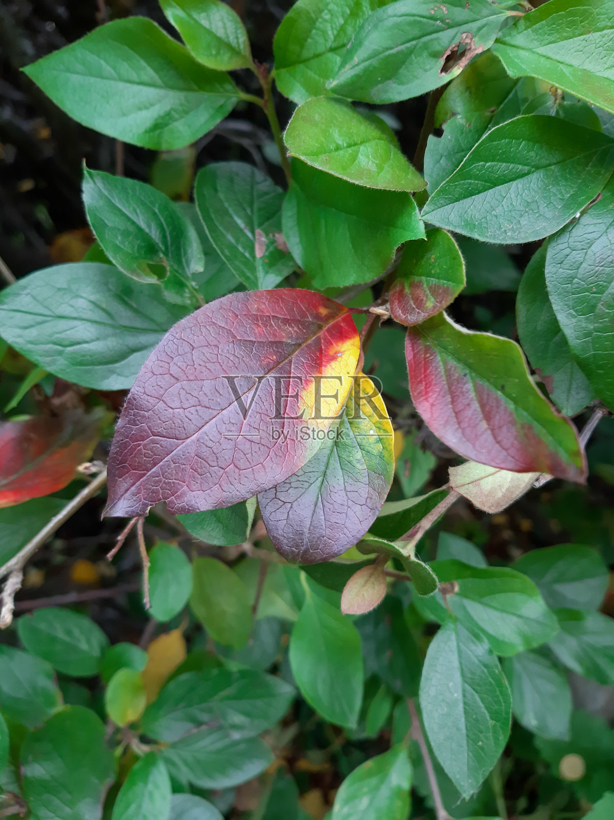 冬青叶在秋天。叶子的颜色不一样照片摄影图片