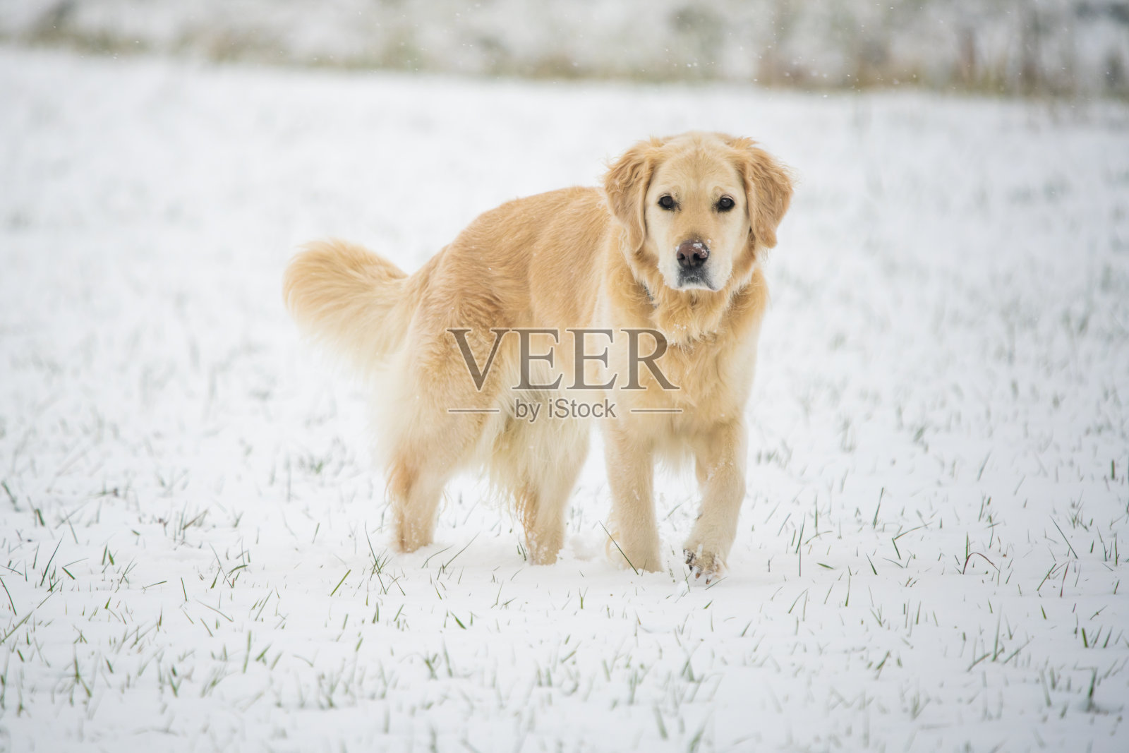 金毛猎犬照片摄影图片