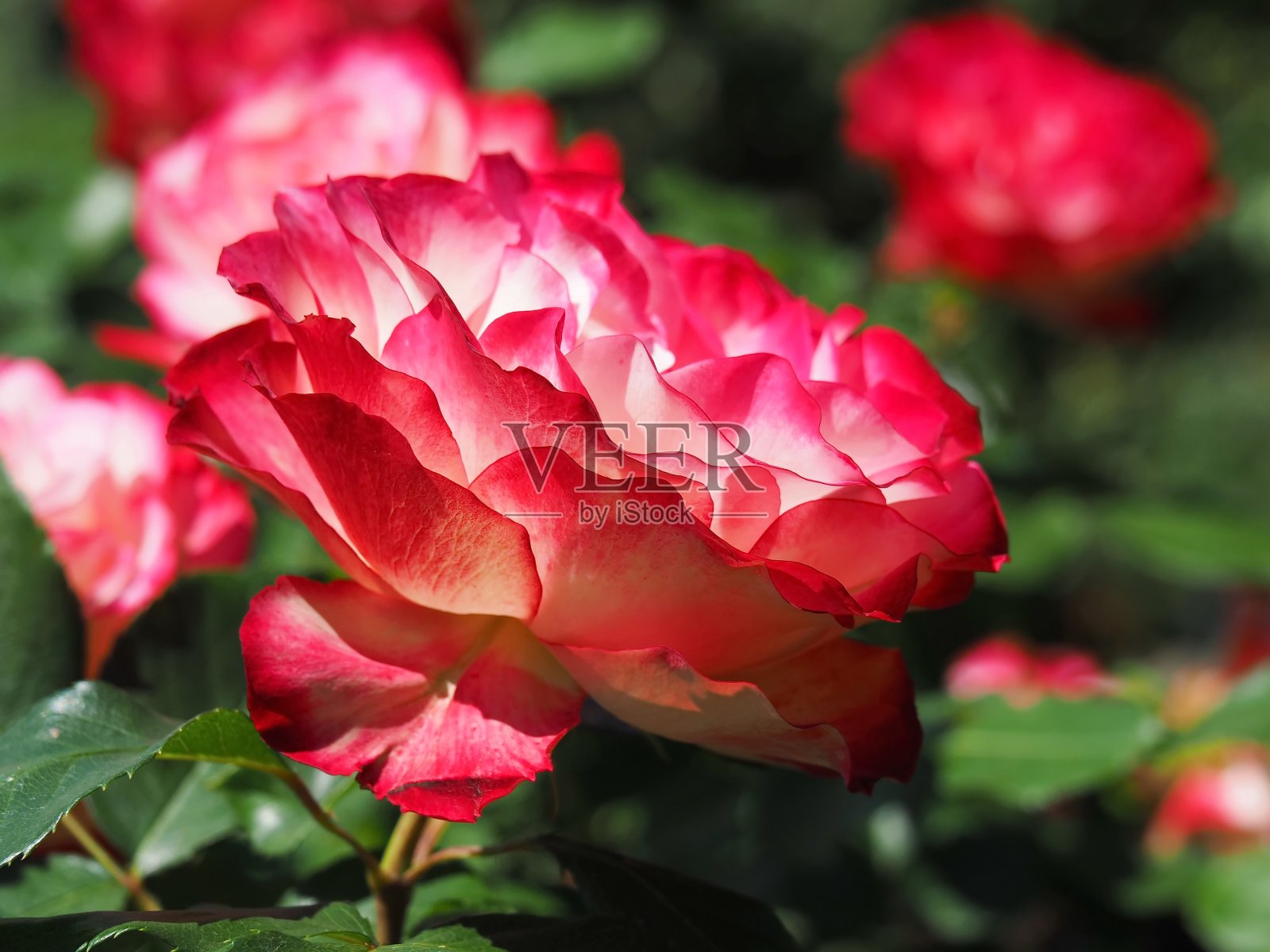 美丽的红白玫瑰在花园里盛开照片摄影图片