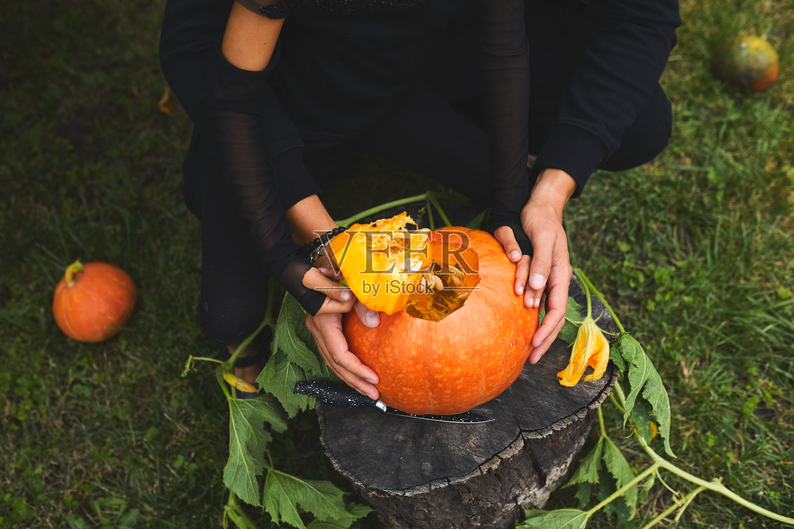 女儿和父亲手打开，为万圣节切南瓜，准备杰克灯照片摄影图片