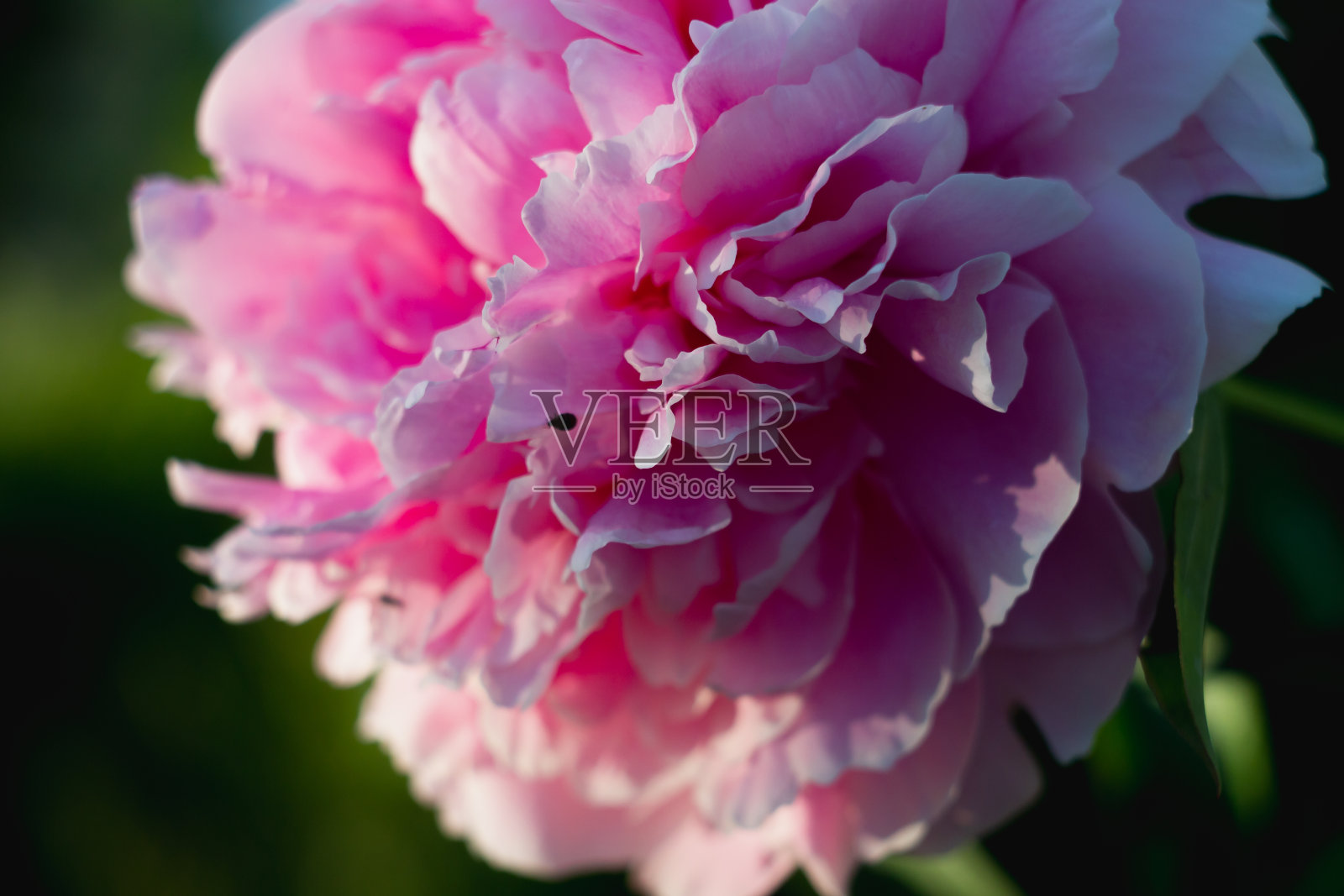 粉红牡丹特写在花坛上。背景照片摄影图片