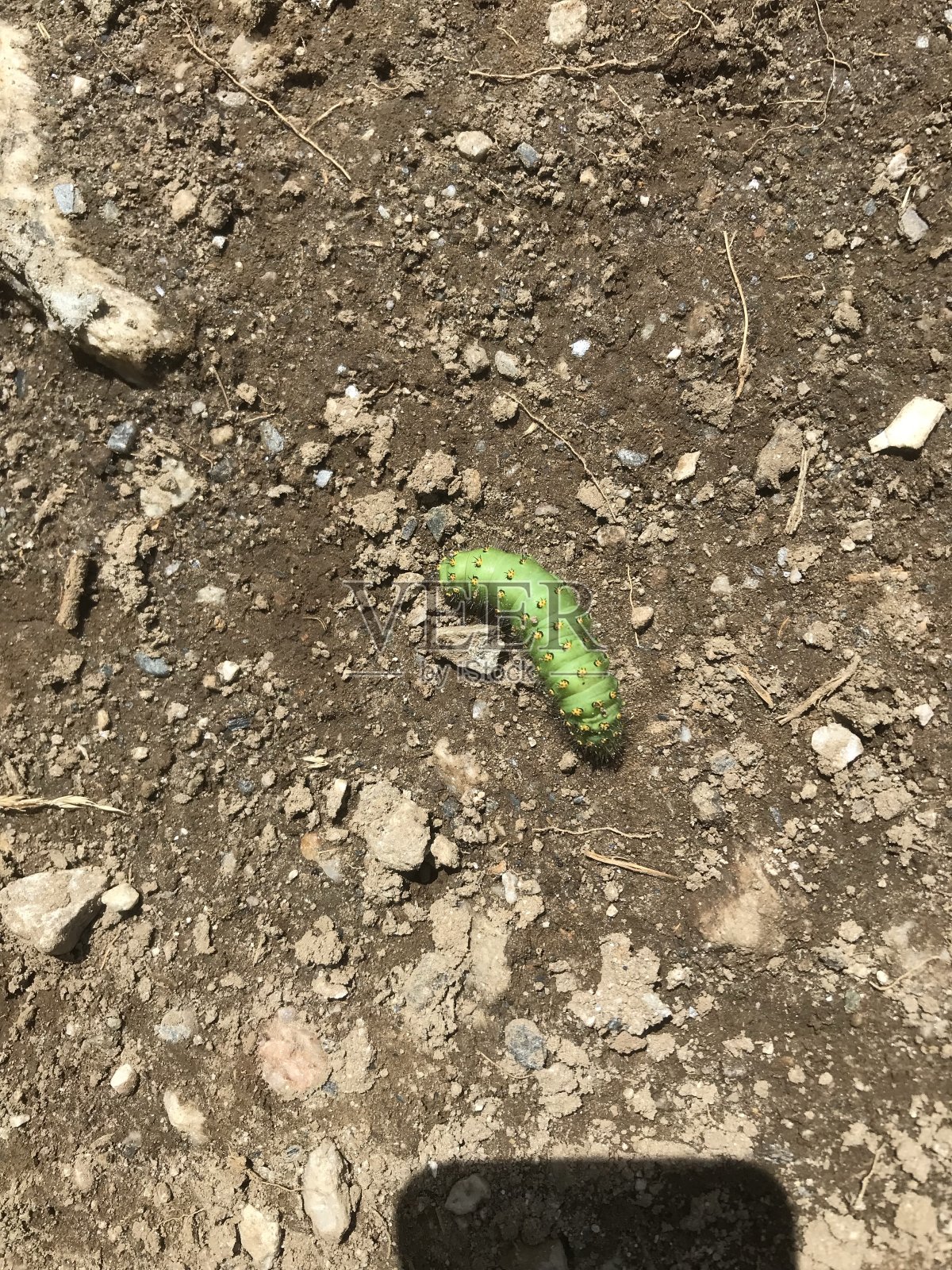 青苹果卡特彼勒照片摄影图片