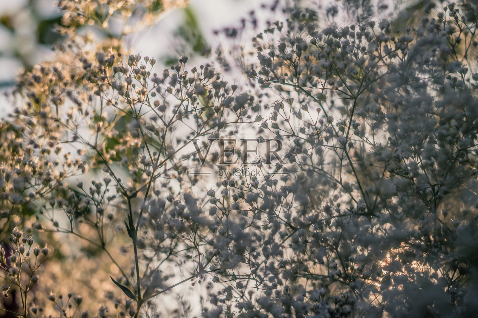 在植物上有阳光的微小白色满天星花的花的背景照片摄影图片