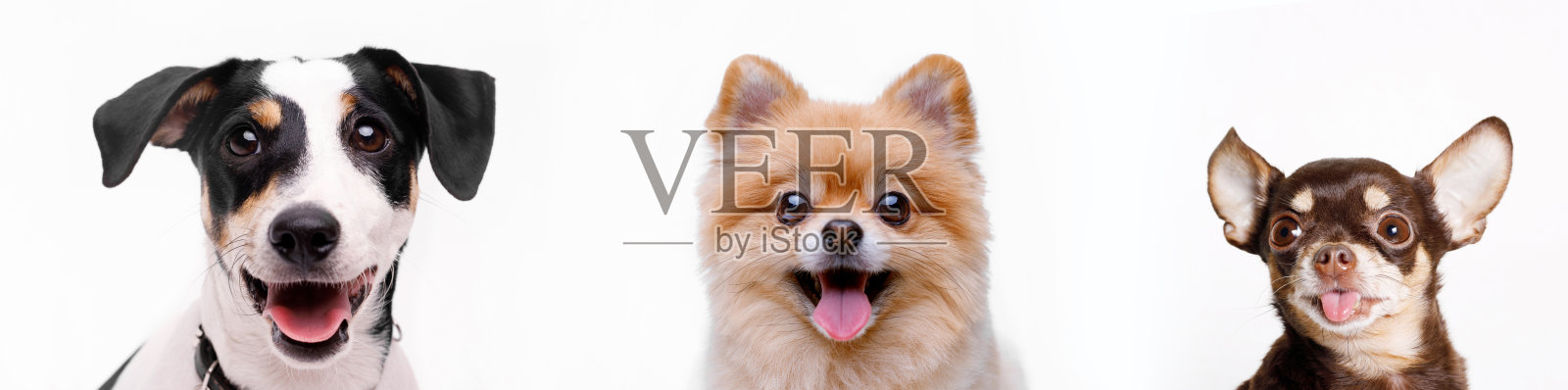 全景照片搞笑微笑的狗在白色的背景。可爱的小狗博美斯皮兹，吉娃娃和杰克罗素梗。广角水平墙纸或网横幅。照片摄影图片