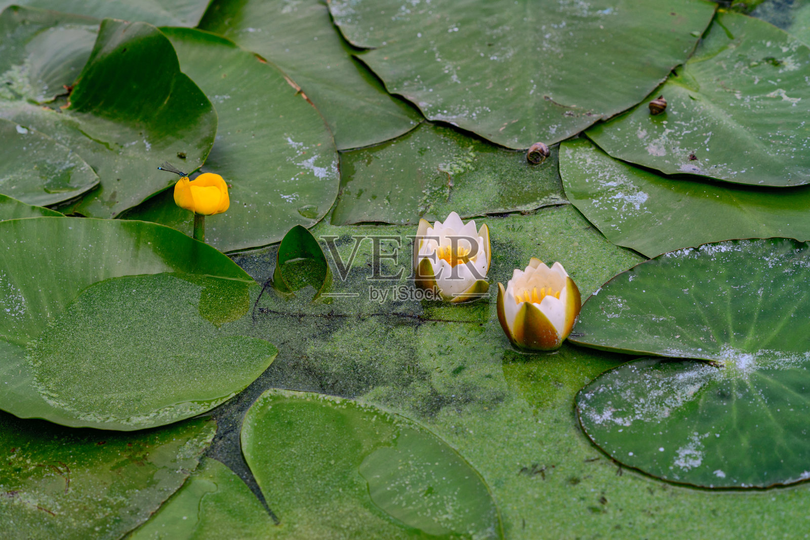 黄白相间的睡莲照片摄影图片