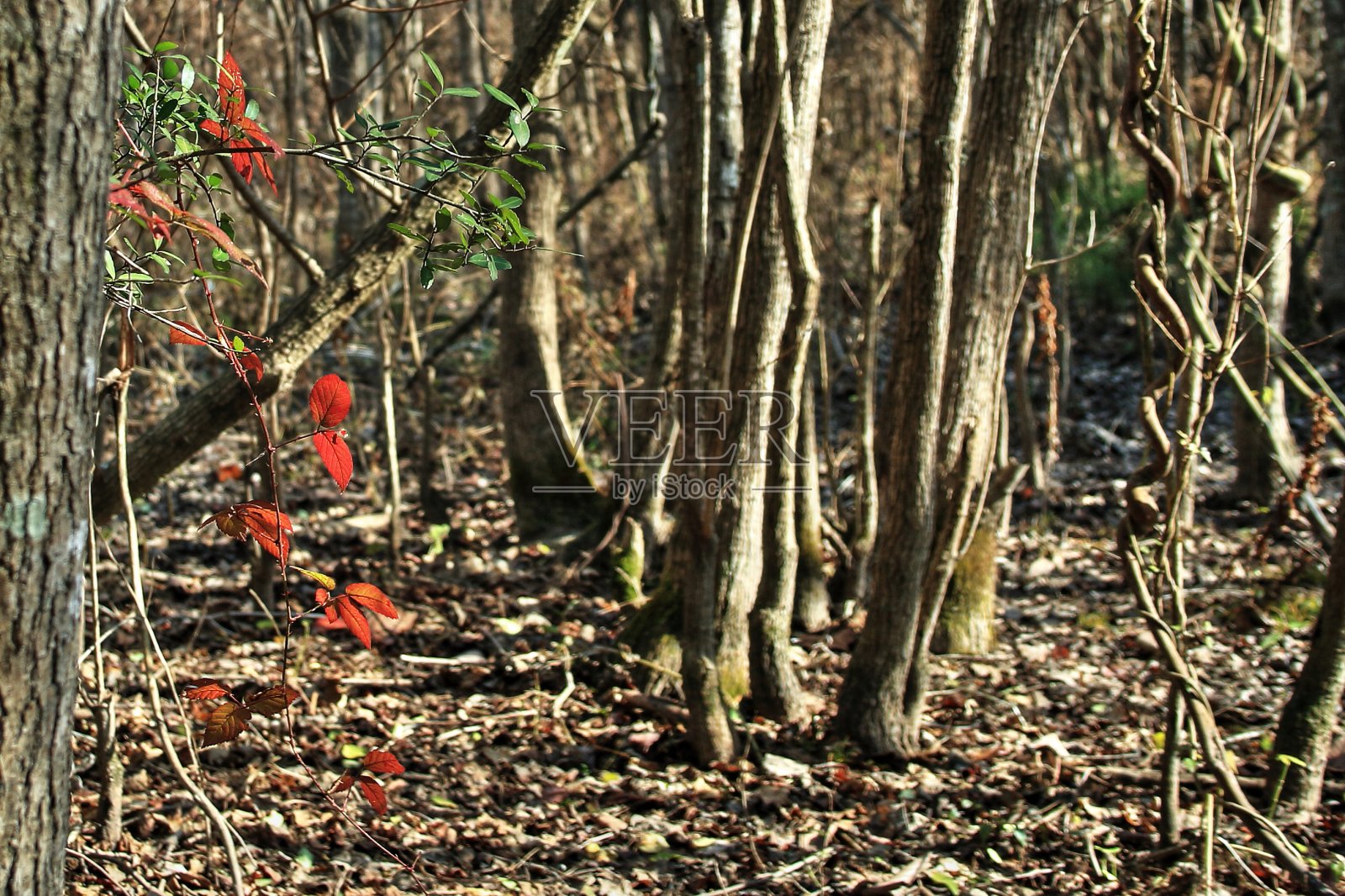 Tomball红叶照片摄影图片