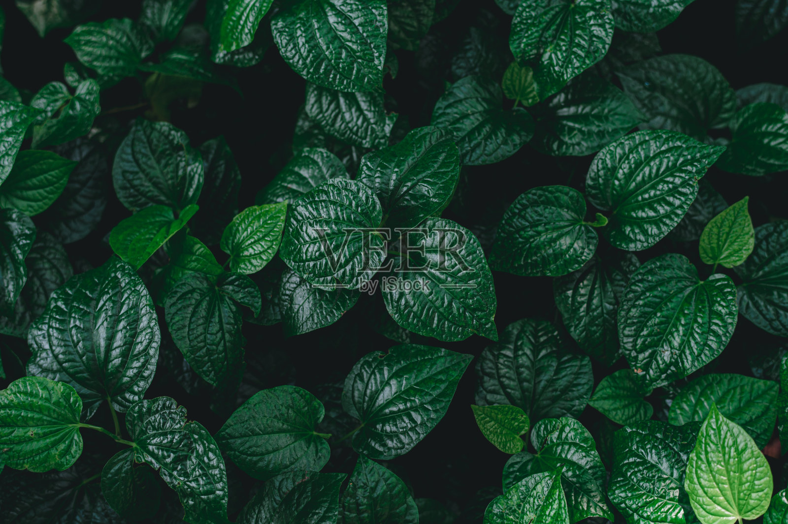 绿叶背景图照片摄影图片