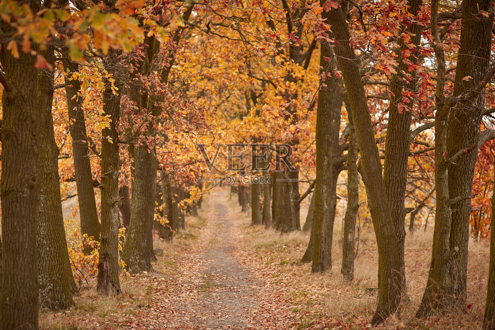 秋谷。透视道路，橡树背景照片摄影图片