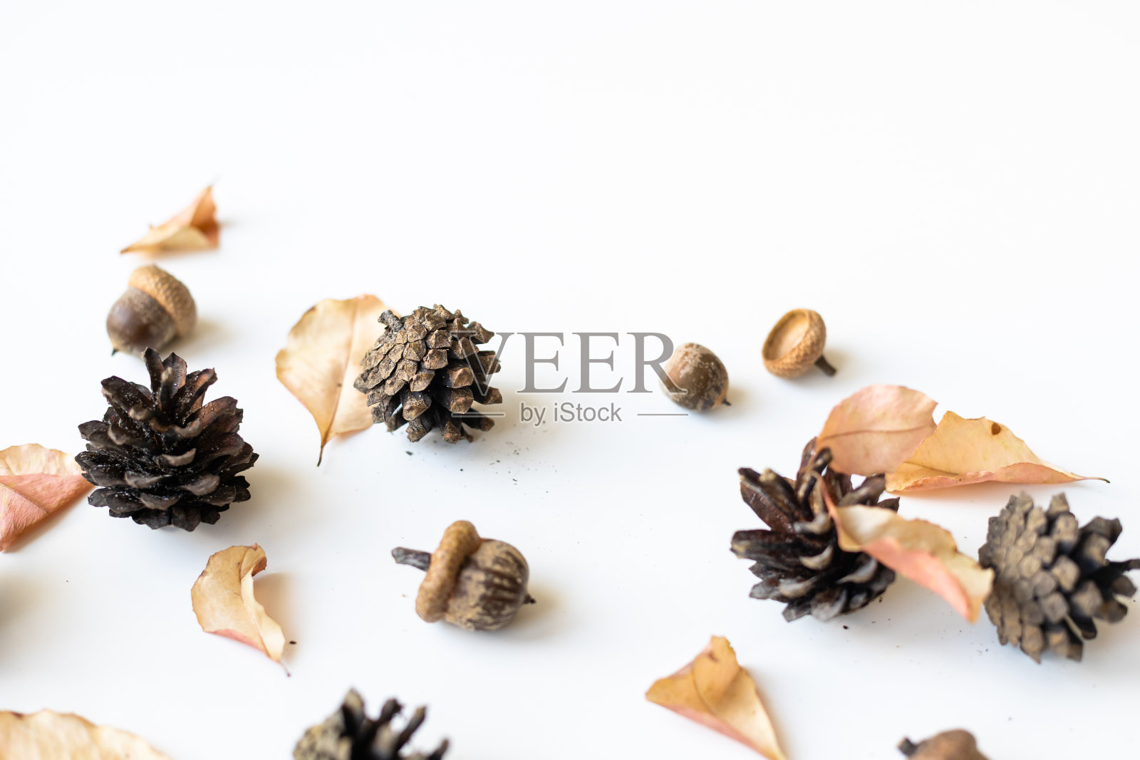 不同大小的秋叶橡树的叶子，橡子和野玫瑰的浆果孤立在白色的背景。照片摄影图片