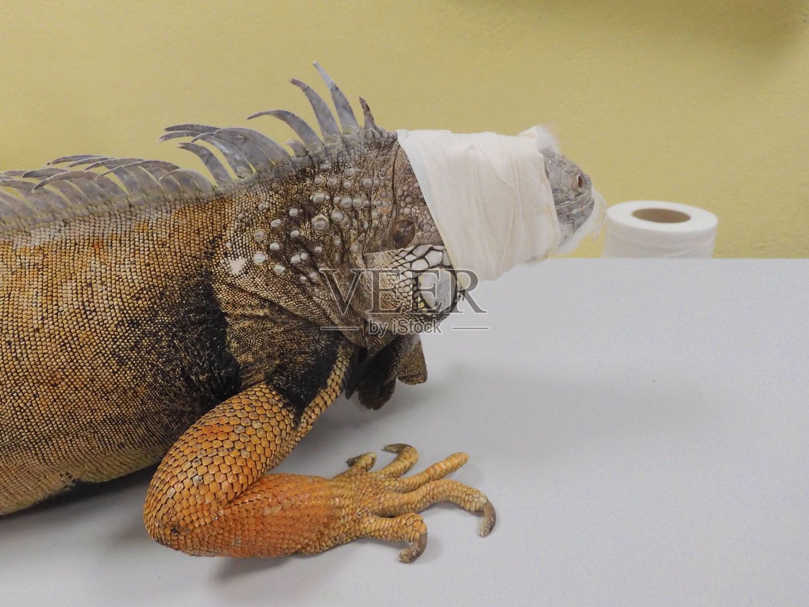 鬣蜥在兽医那里用绷带包住眼睛和嘴巴。通过迷走神经反射固定。照片摄影图片