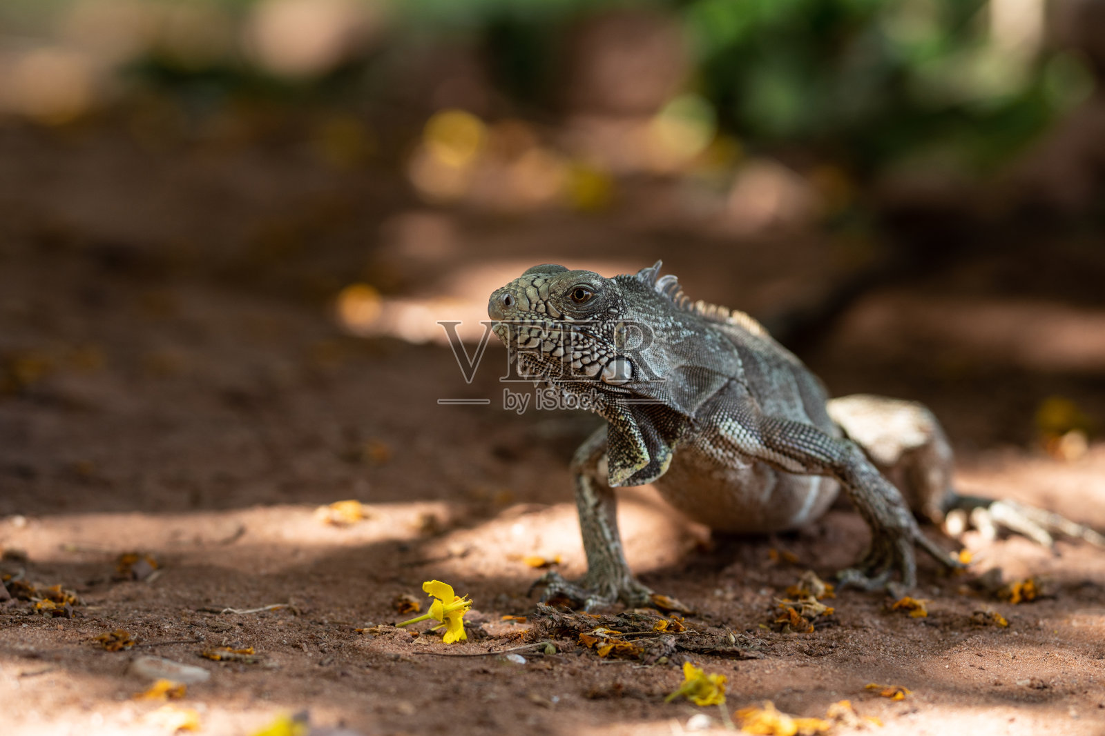 一张鬣蜥的肖像照片摄影图片