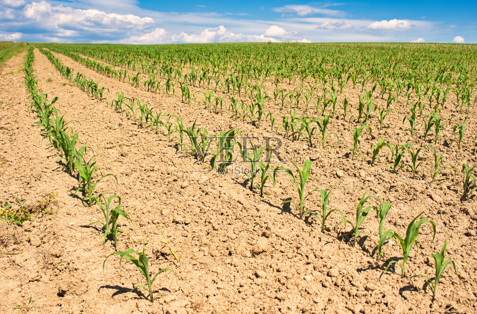 玉米田照片摄影图片