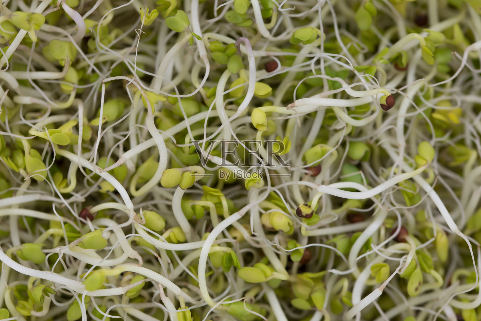 素食照片摄影图片