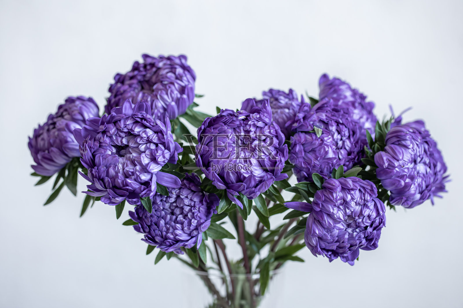 蓝色菊花花束在白色背景上的特写。照片摄影图片