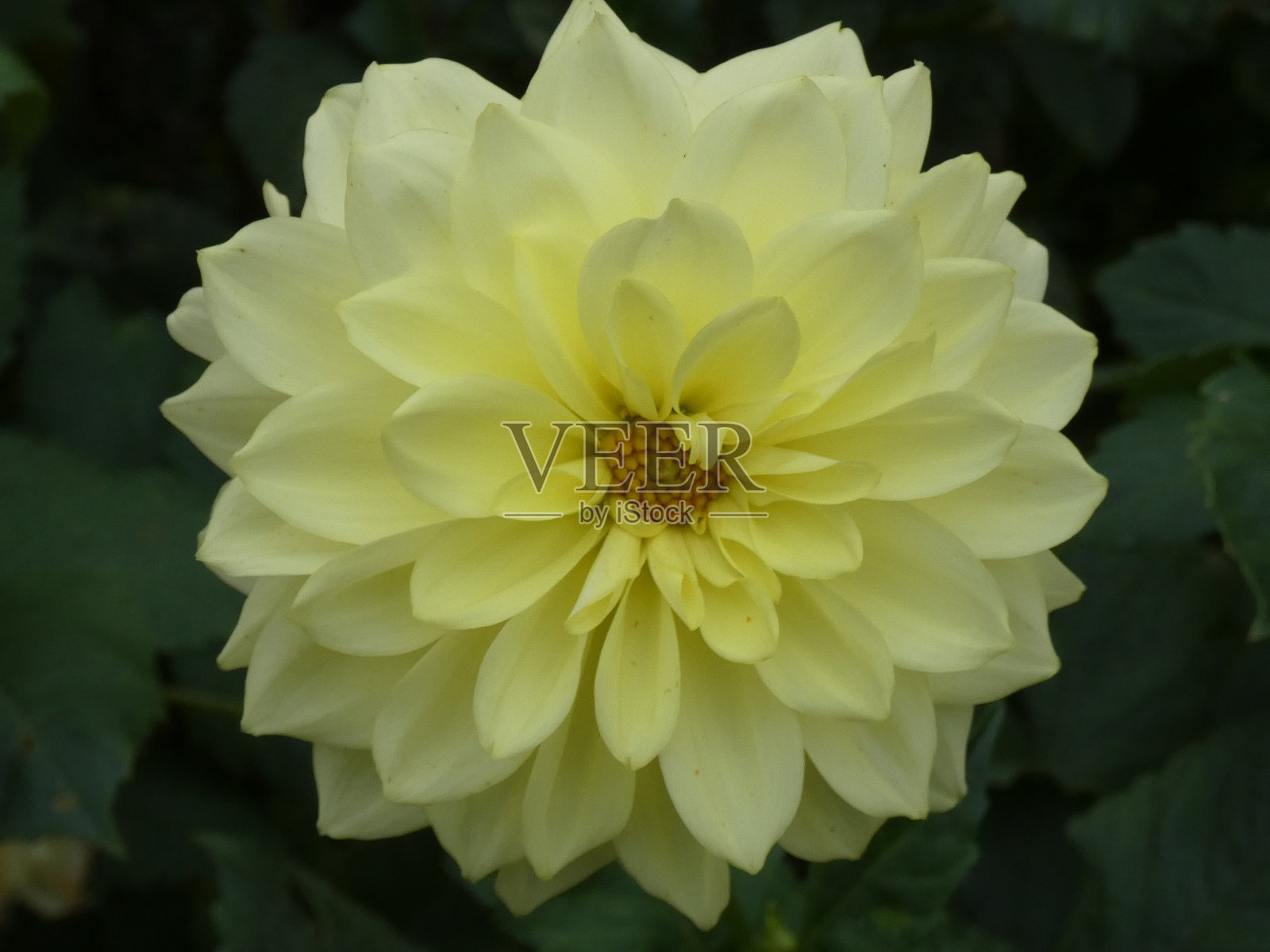 大丽花花-黄色照片摄影图片