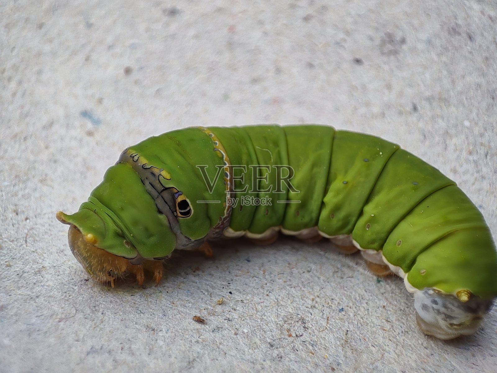毛虫的特写和选择性聚焦照片摄影图片