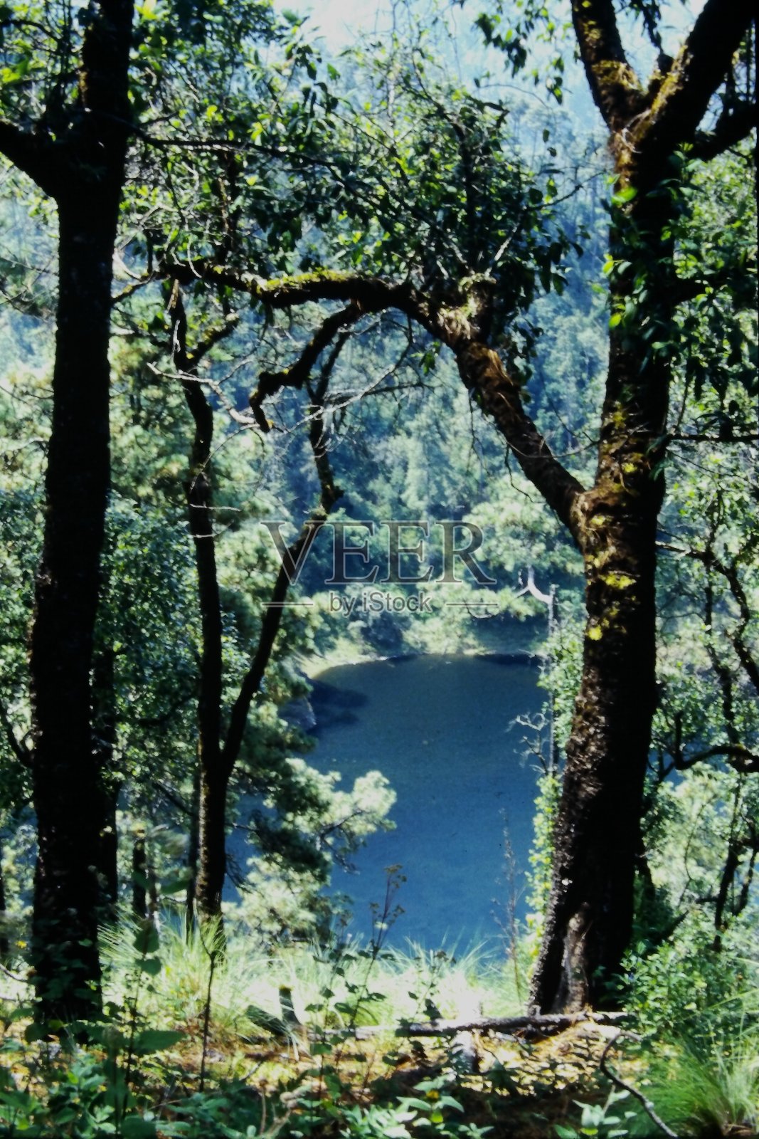 树和湖照片摄影图片