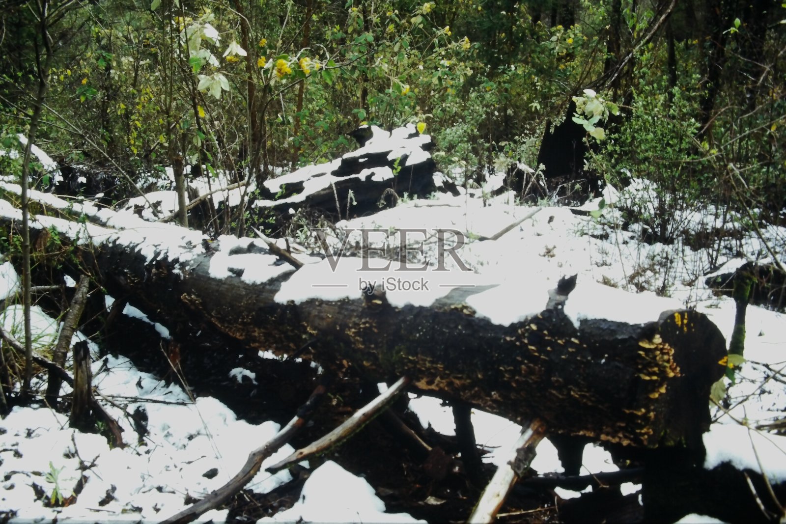 雪树照片摄影图片