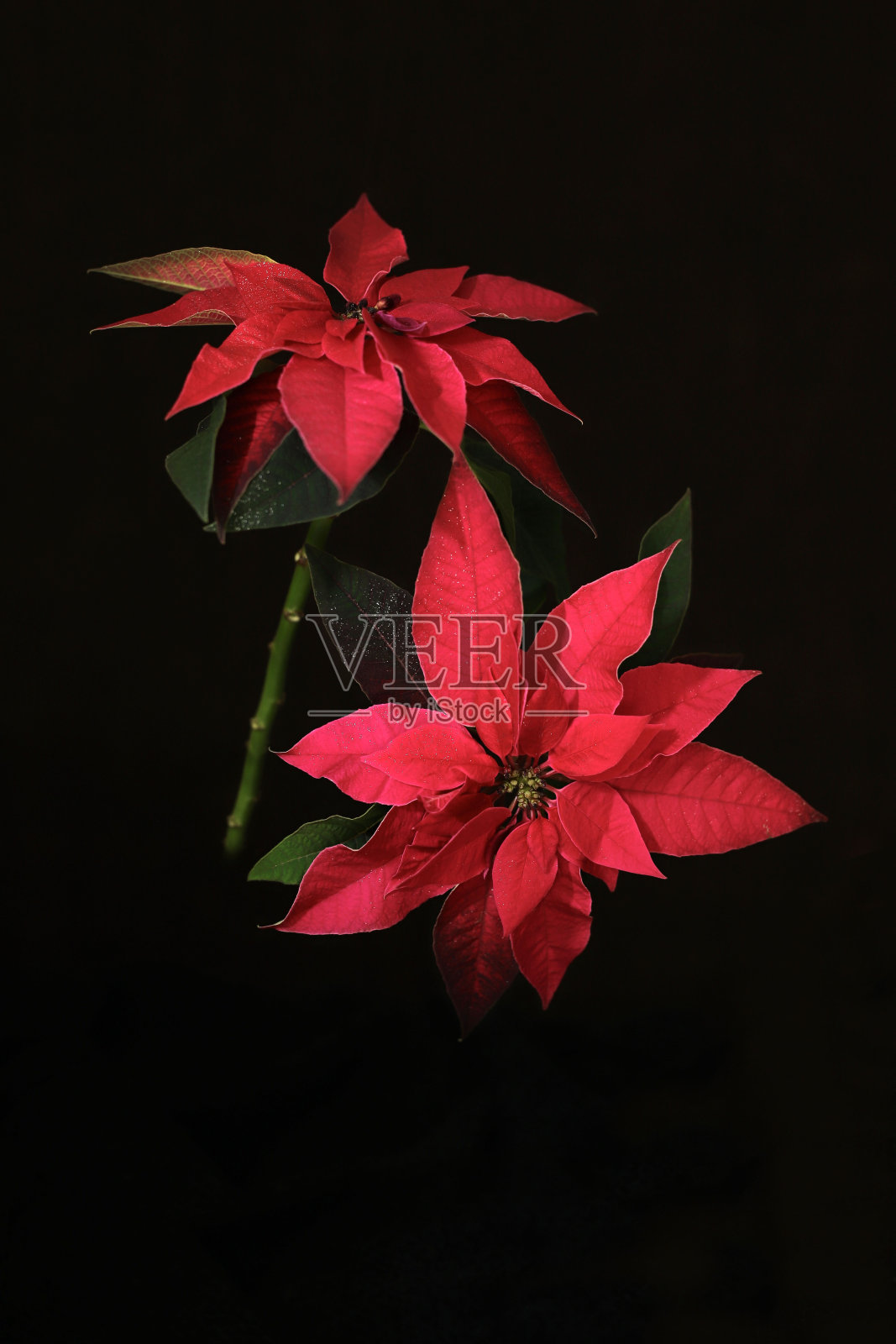 红色圣诞红的花。圣诞节和节假日。照片摄影图片